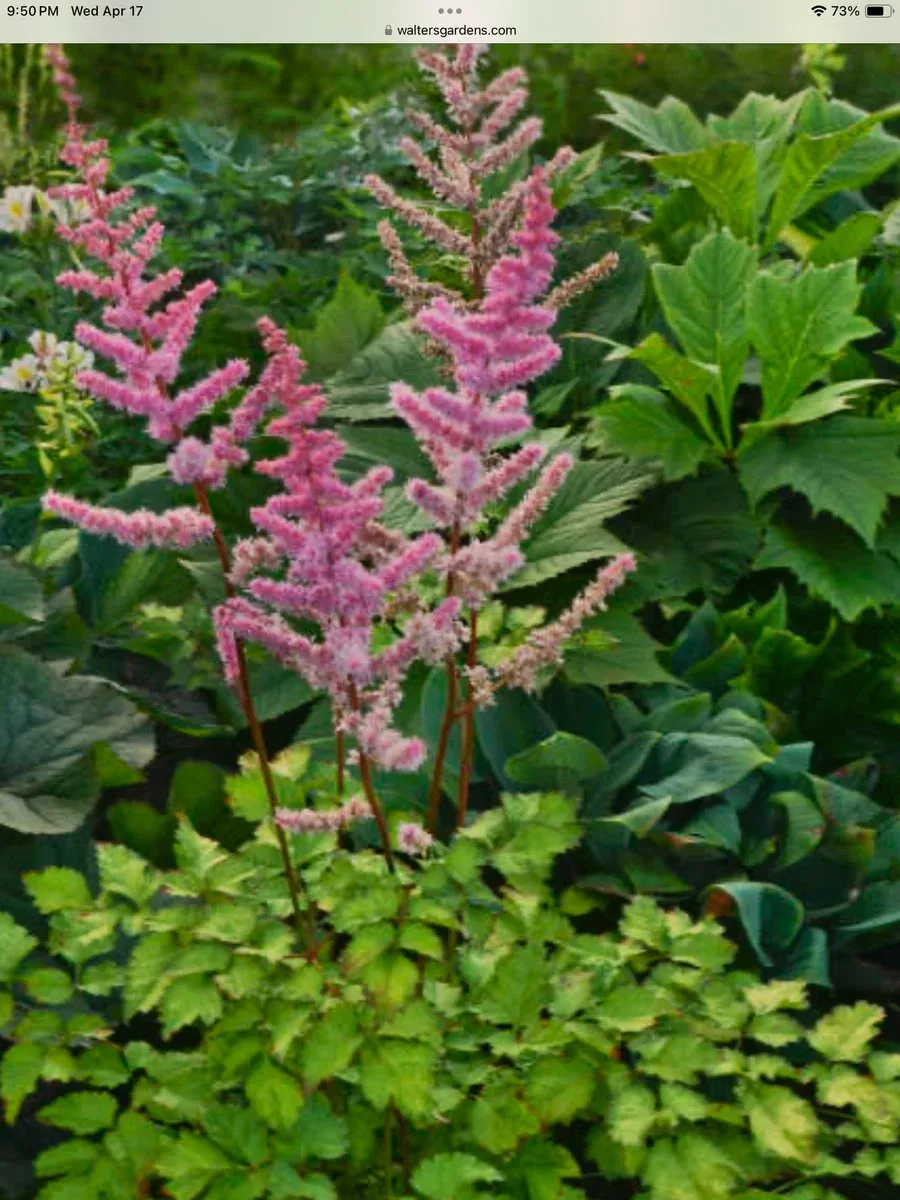 Astilbe hybrida Amber Moon