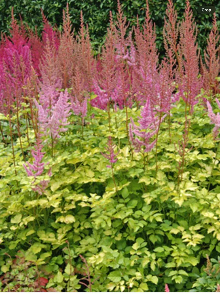 Astilbe hybrida Colour Flash Lime