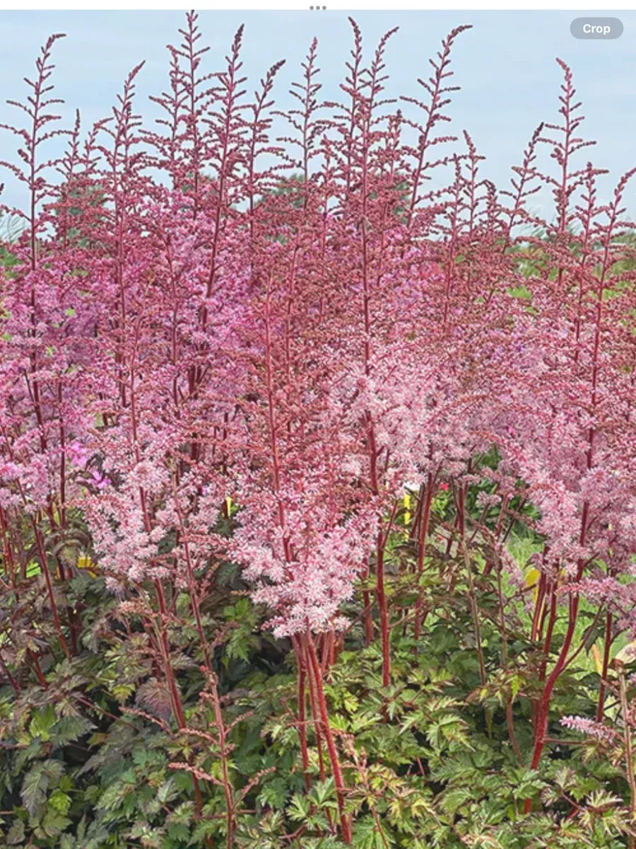 Astilbe hybrida Colour Flash