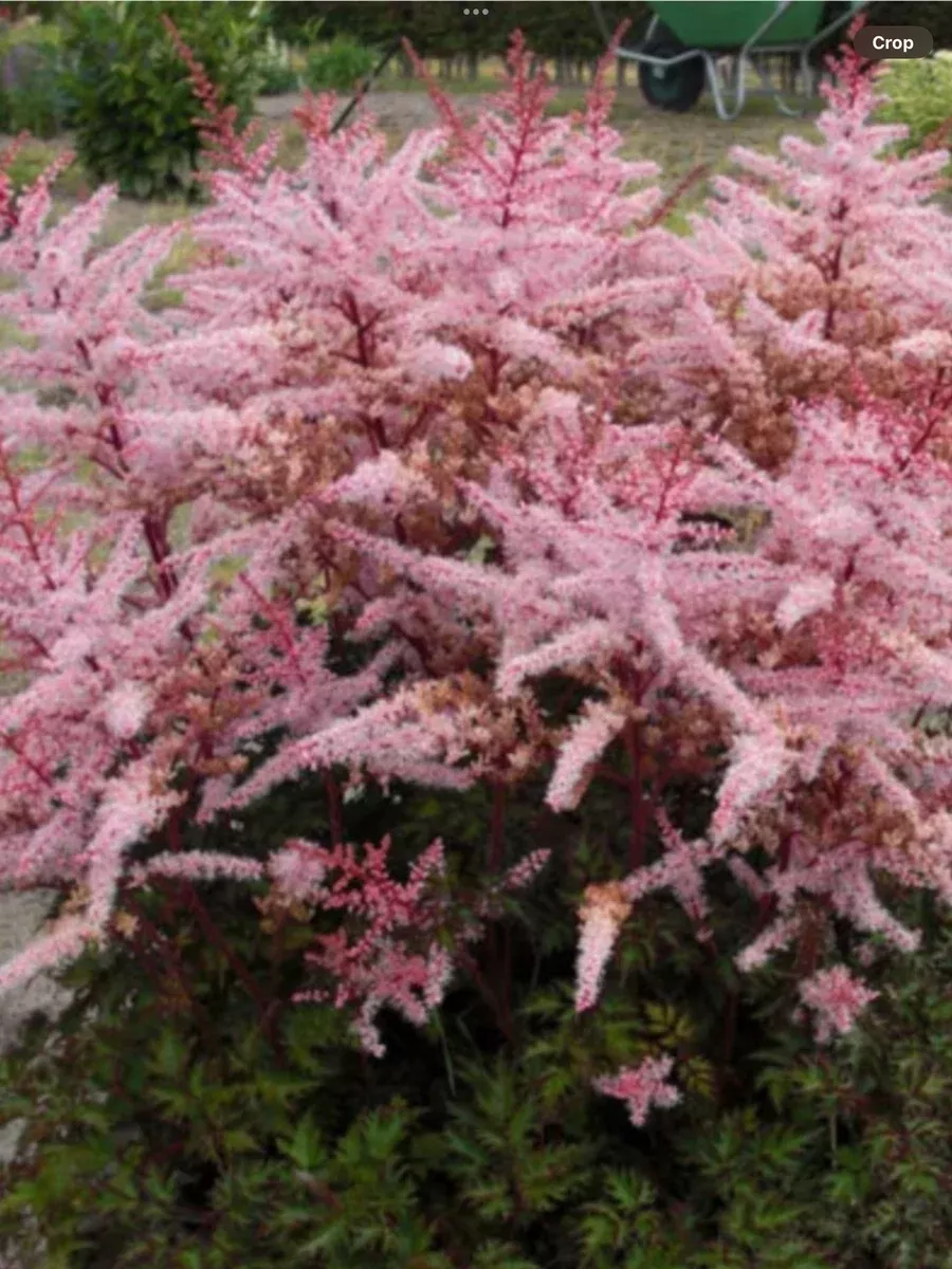 Astilbe hybrida Delft Lace