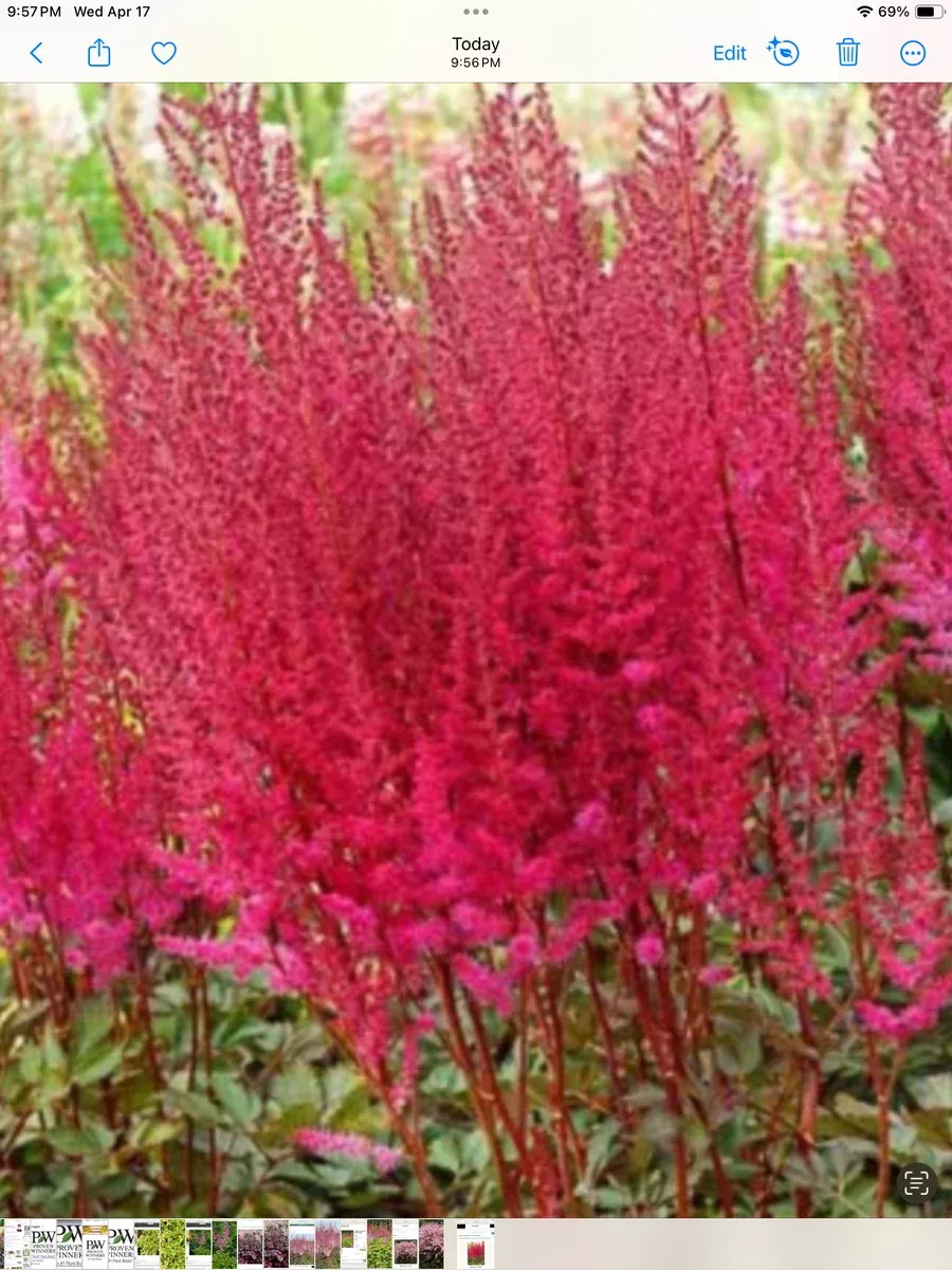 Astilbe hybrida Mighty Chocolate Cherry