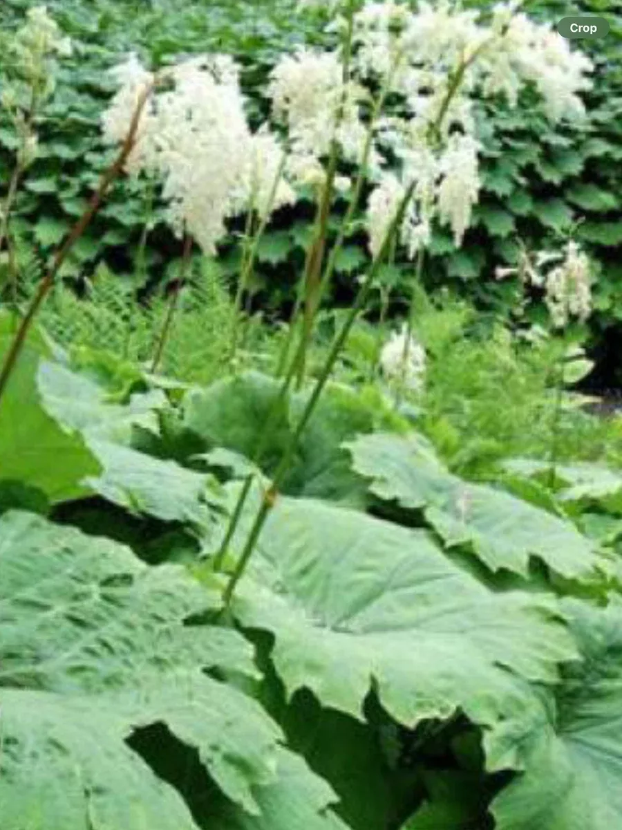 Astilboides Tabularis