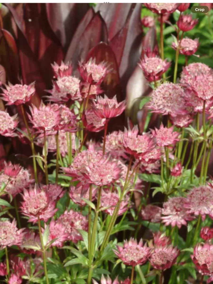 Astrantia Major ‘Hadspen Blood’