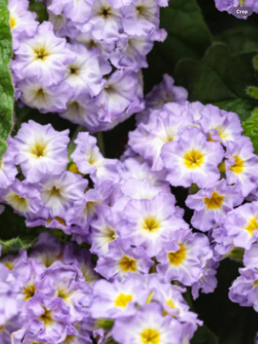 Augusta Lavender HeliotropeHeliotropium hybrid