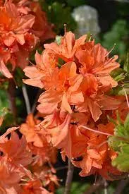 Azalea ‘Mandarin Lights’