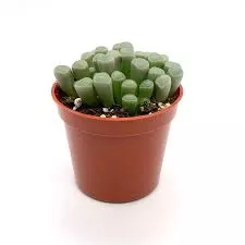 Baby Toes Bambino