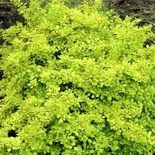 Barberry 'Compact/Dwarf Golden' - 5Gal