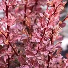 Barberry ‘Rose Glow’