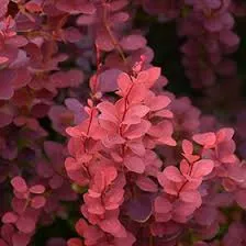 Barberry 'Ruby Carousel'