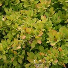 Barberry 'Sunsation'