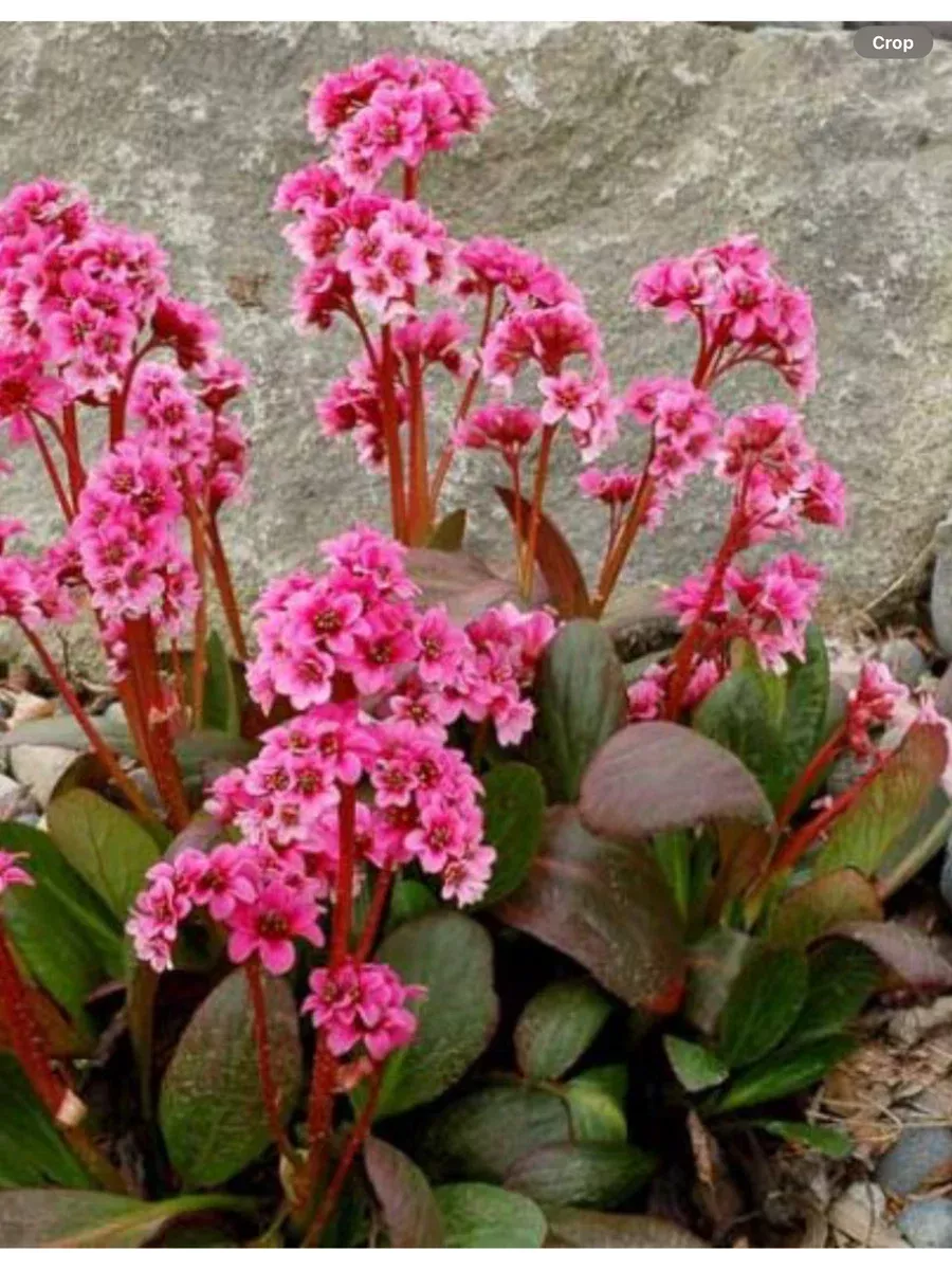 Bergenia Dragonfly Sakura
