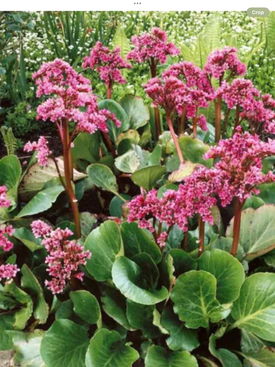 Bergenia Shoeshine Rose