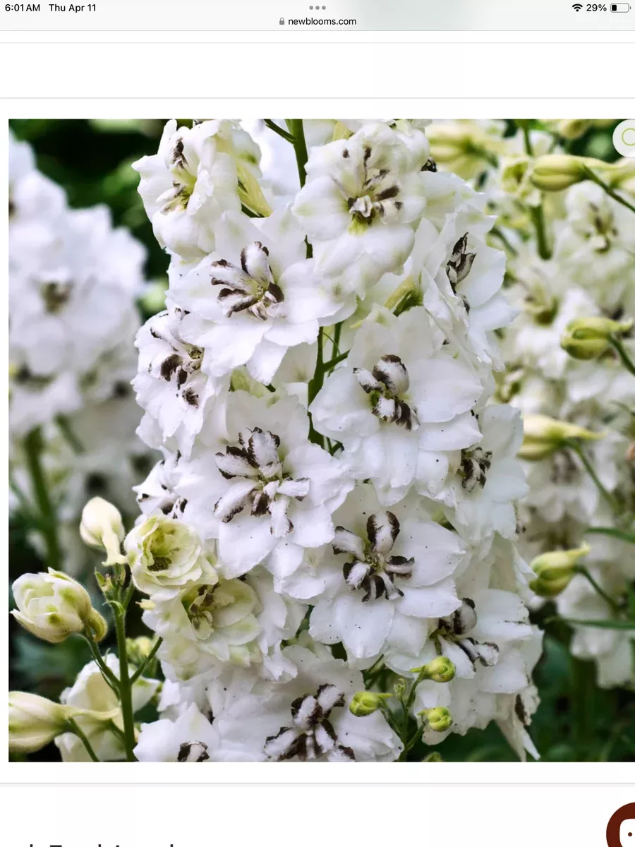 'Black Eyed Angels' Hybrid Bee DelphiniumDelphinium hybrid
