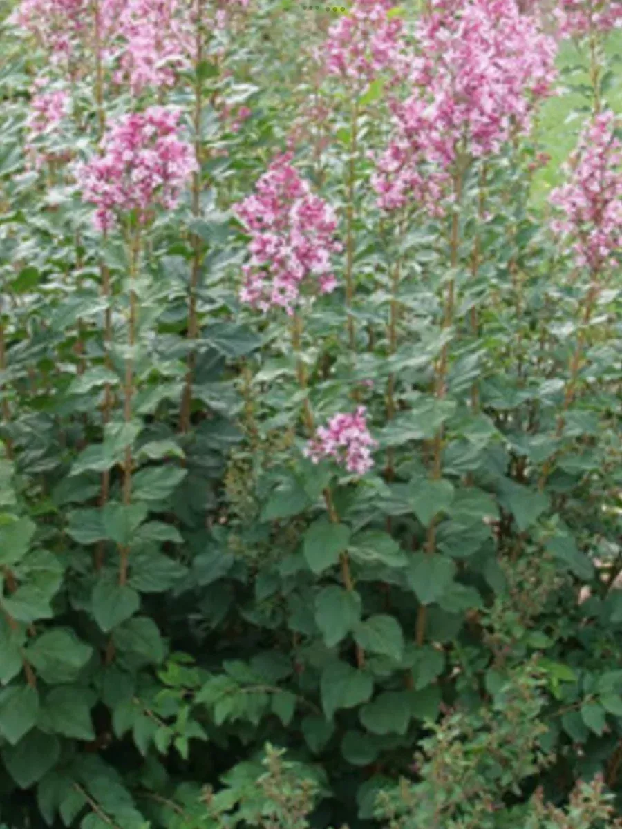 Bloomerang Purpink Reblooming LilacSyringa x pubescens