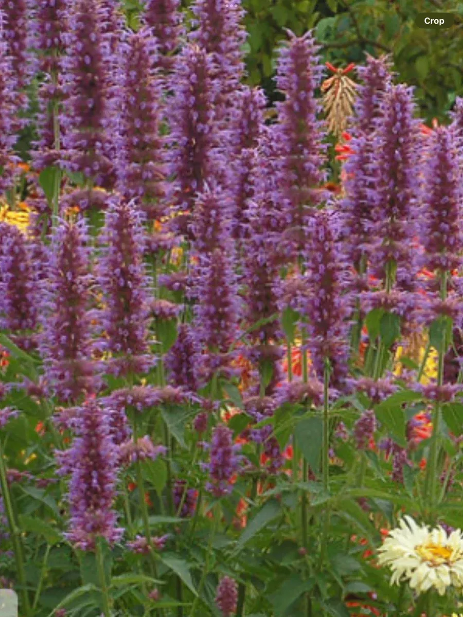 'Blue Boa' Hummingbird mintAgastache hybrid