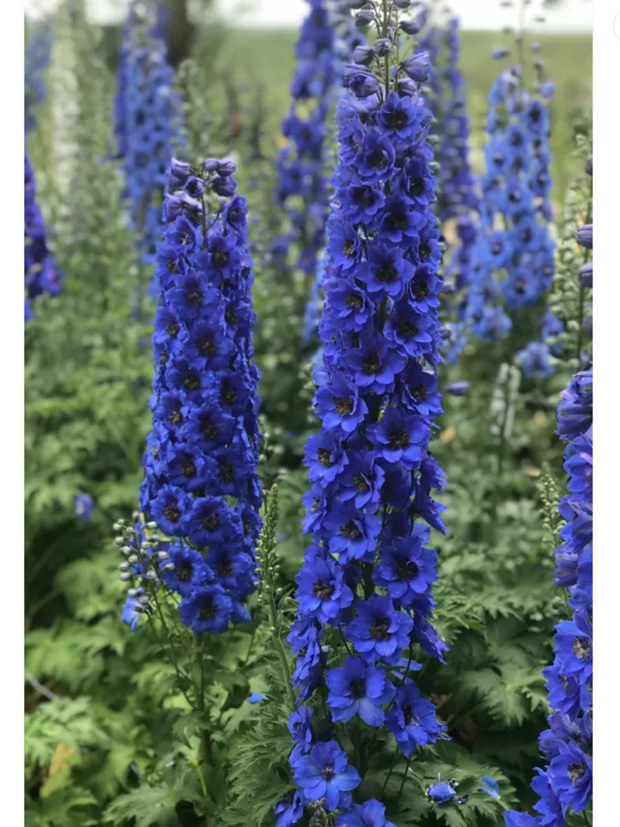 'Blue Buccaneers' Hybrid Bee DelphiniumDelphinium hybrid