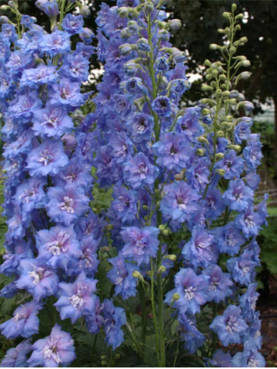 'Blue Lace' Hybrid Bee DelphiniumDelphinium hybrid