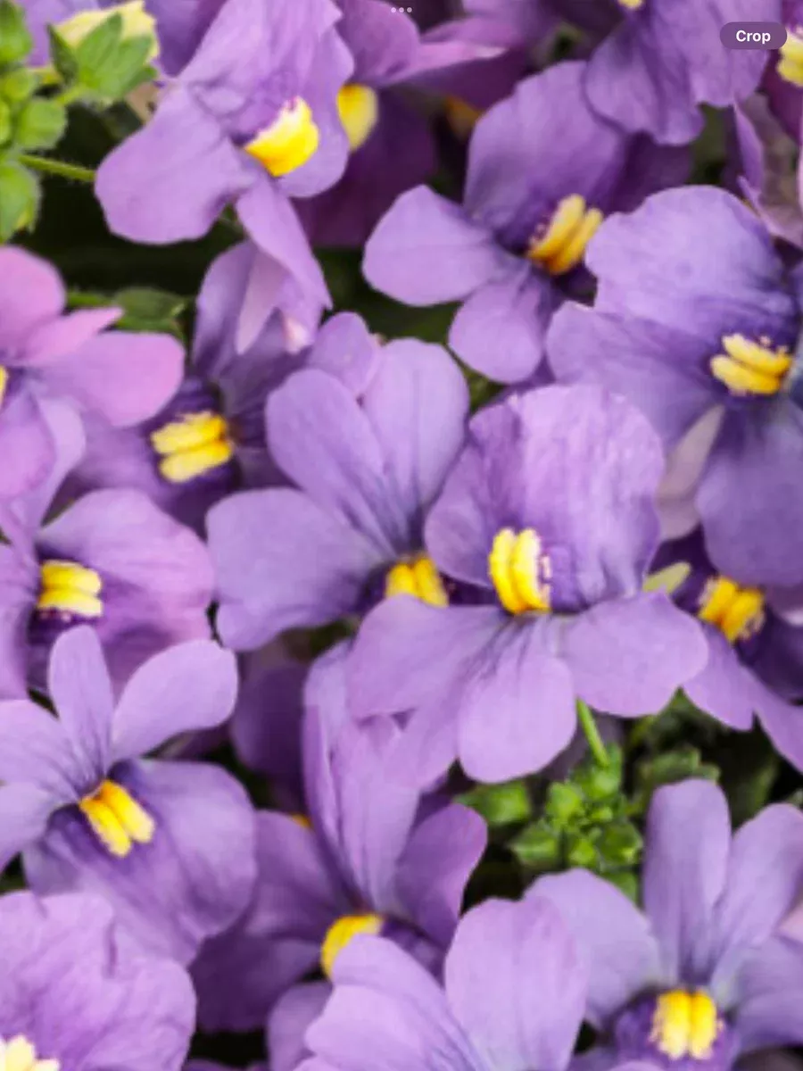 BluebirdNemesia fruticans
