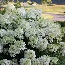 Bobo Panicle HydrangeaHydrangea paniculata