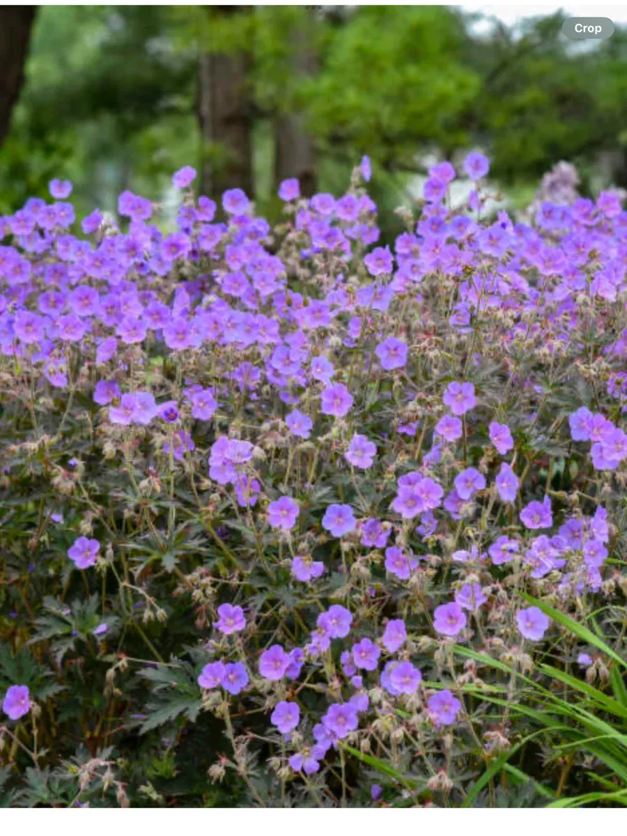 'Boom Chocolatta' Hardy Geranium, CranesbillGeranium pratense