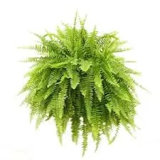 BOSTON FERN HANGING BASKET- Pre-booking available! Purchase on-line now to reserve! Next shipment available for pick up May 2027. Sale ends Sunday May 2, 2027!