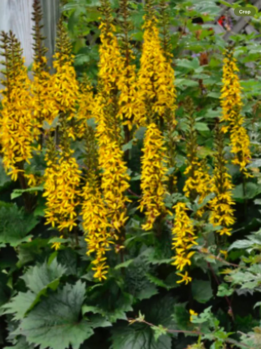 'Bottle Rocket'Ligularia hybrid