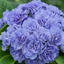 Bouquet Perfect™ Watercolour Blue PrimrosePrimula vulgaris
