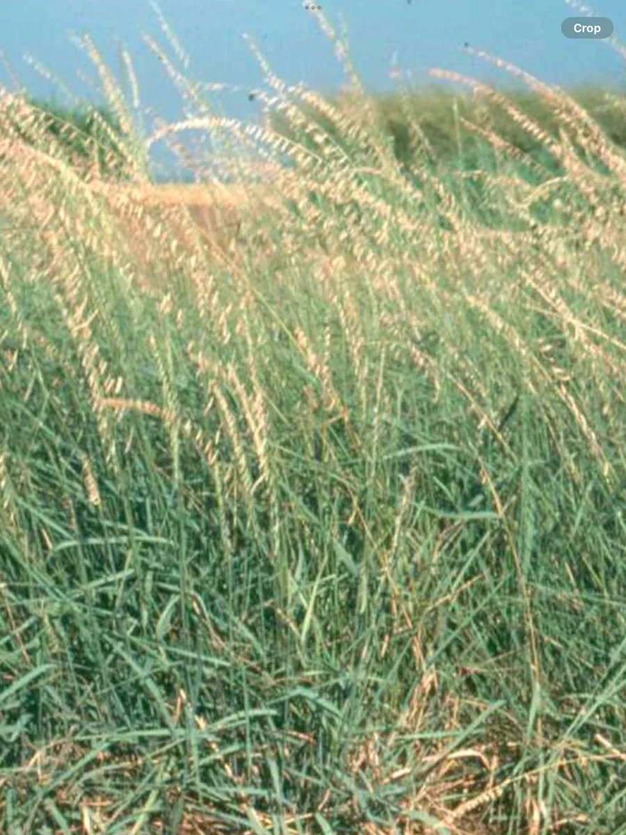 Bouteloua Curtipendula (Sideoats Grass)