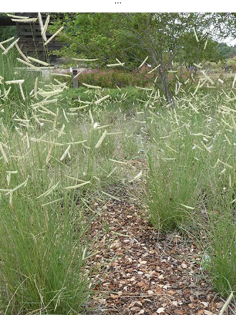 Bouteloua Gracilis (Blue Grama Grass)