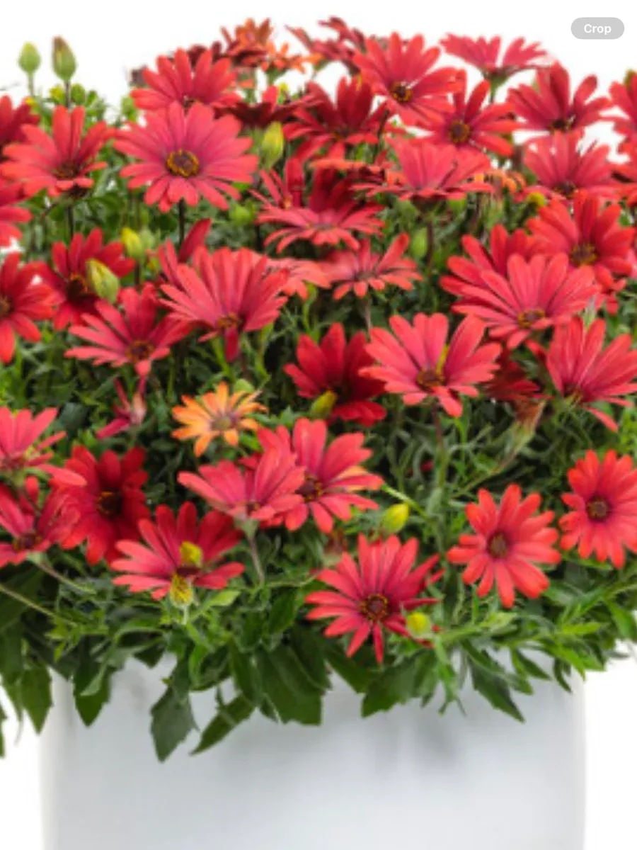 Bright Lights™ Red African DaisyOsteospermum hybrid