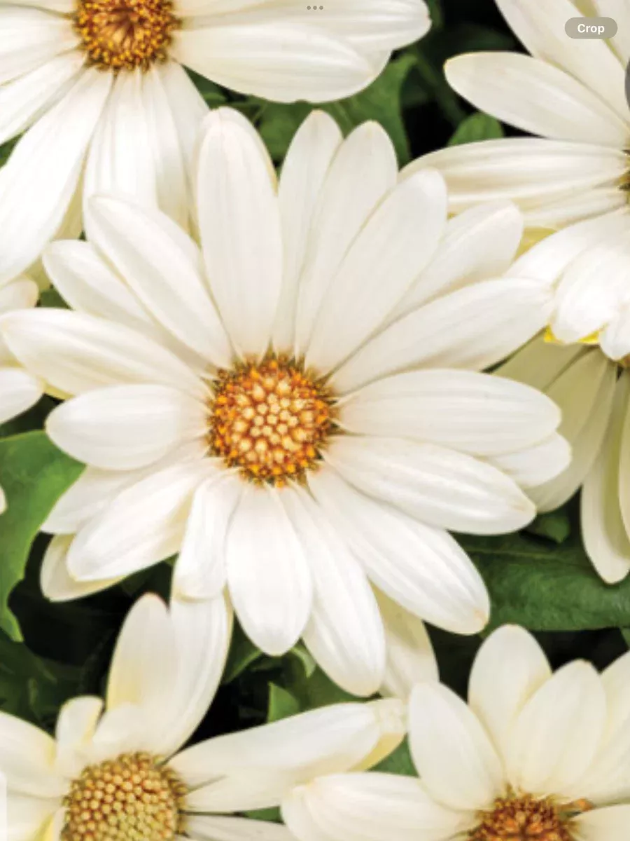 Bright Lights™ White African DaisyOsteospermum hybrid