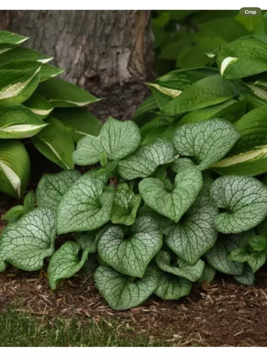 Brunnera Frostbite