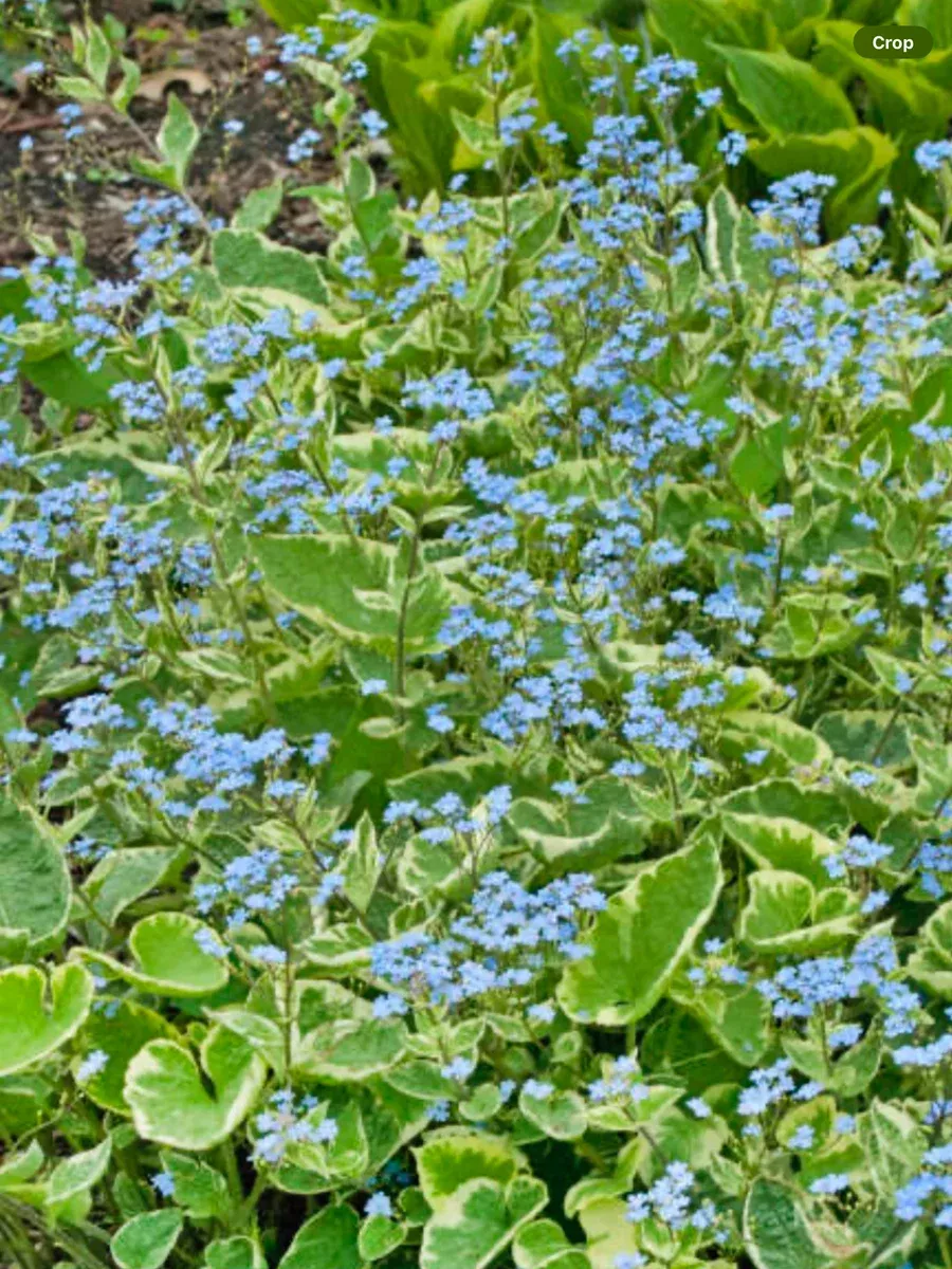 Brunnera Hadspen’s Cream