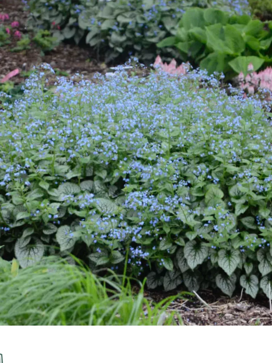 Brunnera Jack Frost