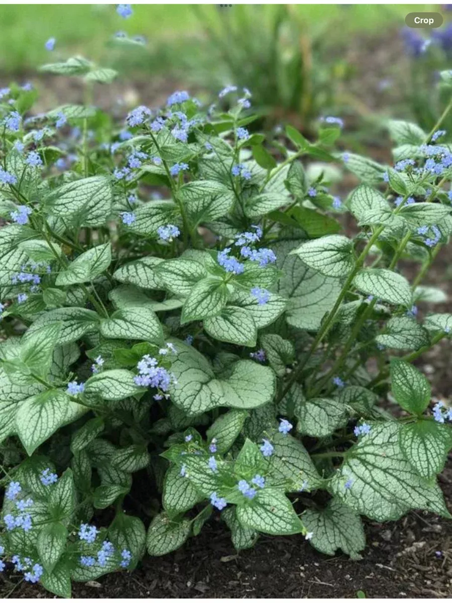 Brunnera Sea Heart