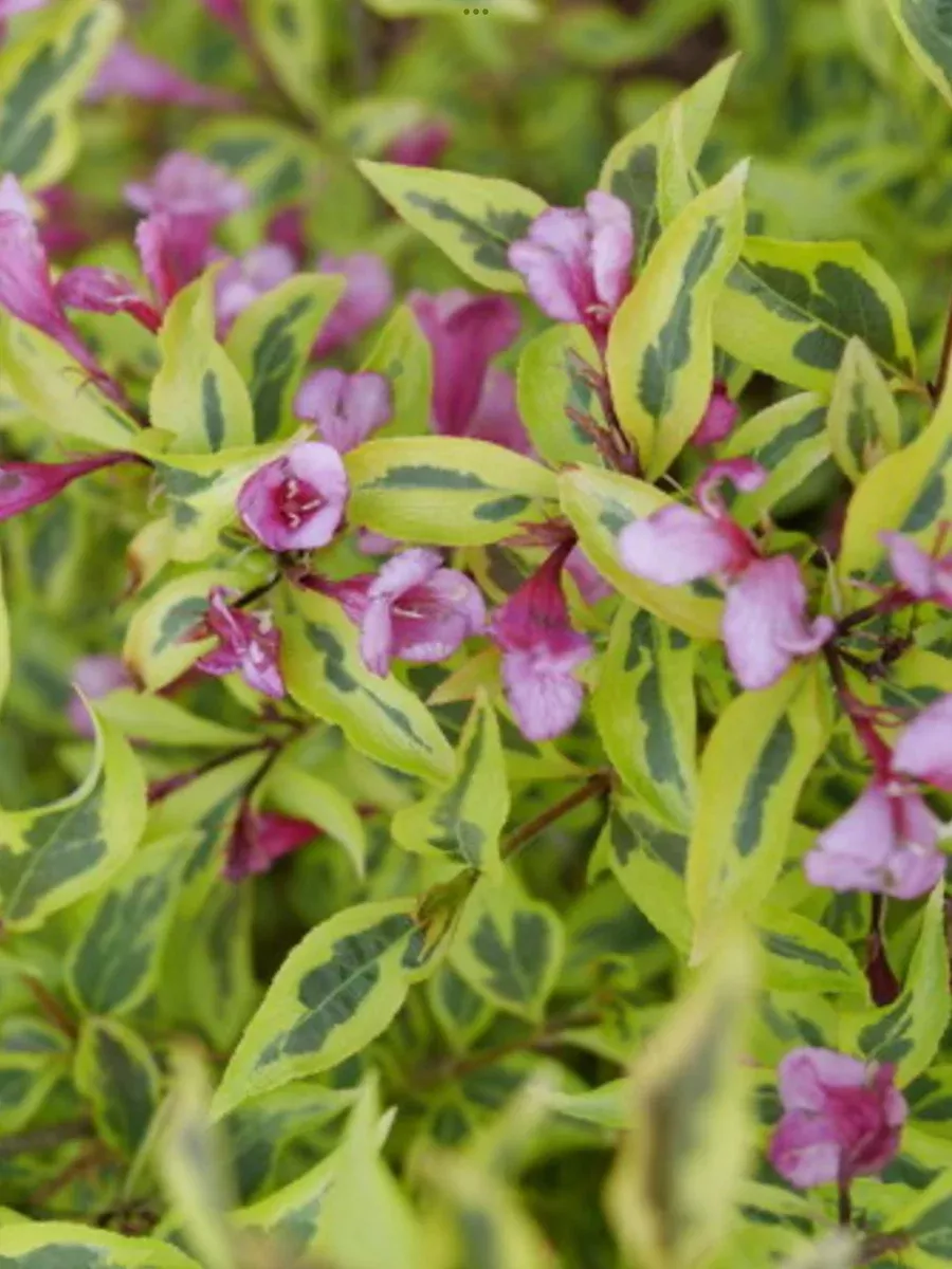 Bubbly WineWeigela florida