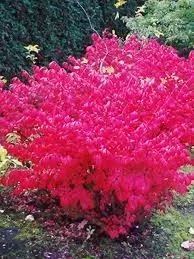 Burning Bush ‘Dwarf Winged’