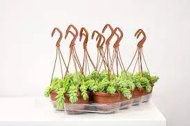 Burro's Tail - Sedum morganianum Burrito Hanging Basket