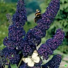 Butterfly Bush 'Black Knight'