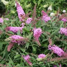 Butterfly Bush 'Pink Delight'