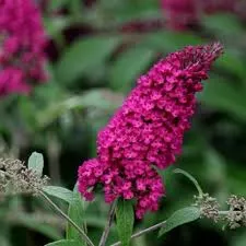 Butterfly Bush 'Royal Red'