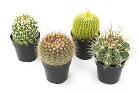 Cacti Premium Assorted Bambino