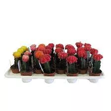 Cactus'Grafted Assorted' Bambino