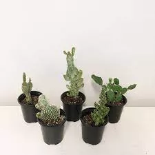 CactusAssorted