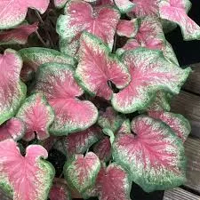 Caladium Heart to Heart 'Tickle Me Pink' Sun or Shade