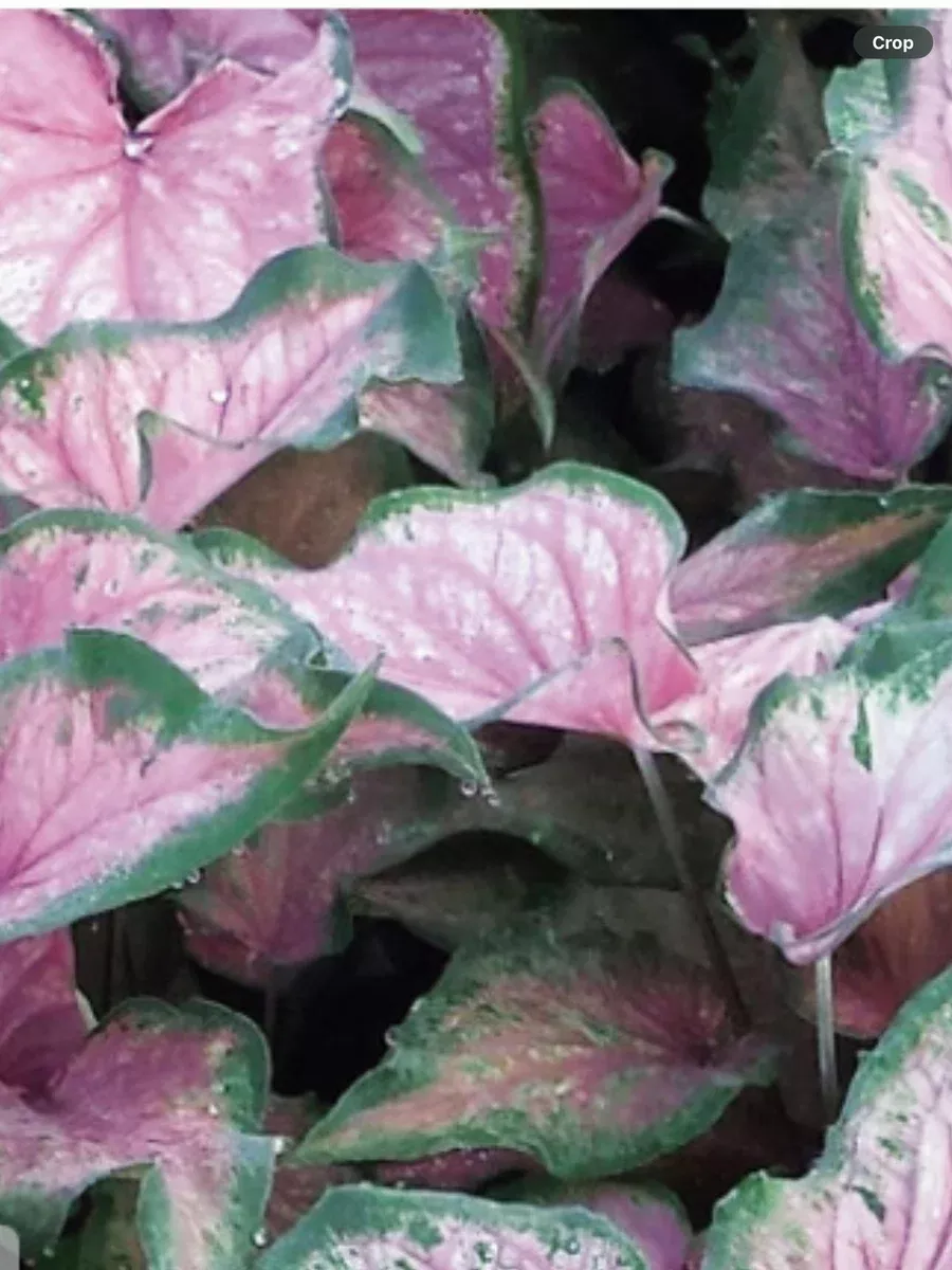 Caladium Heart to Heart Va Va Violet™ Shade