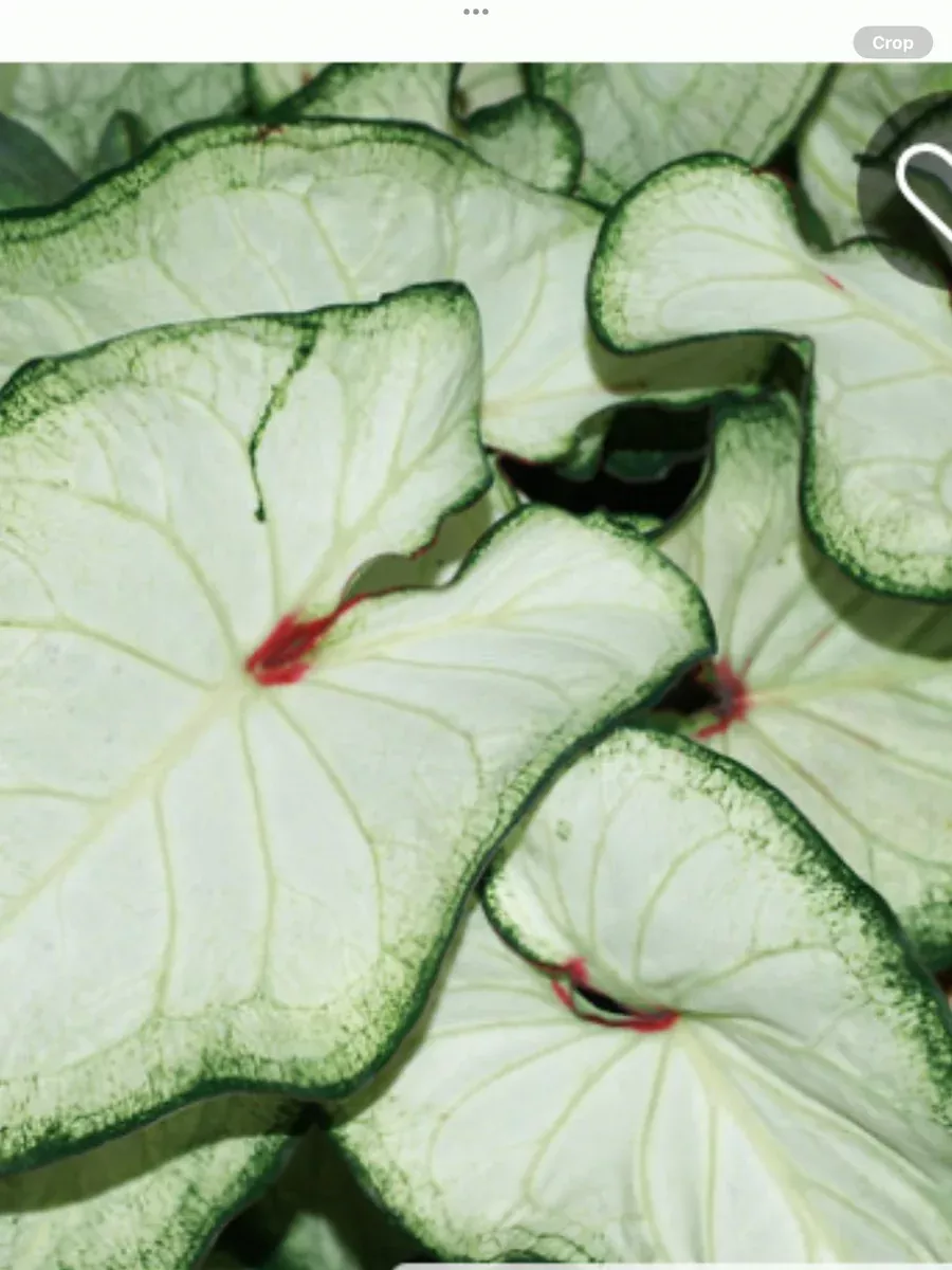 Caladium Heart to Heart 'White Wonder' Sun or Shade