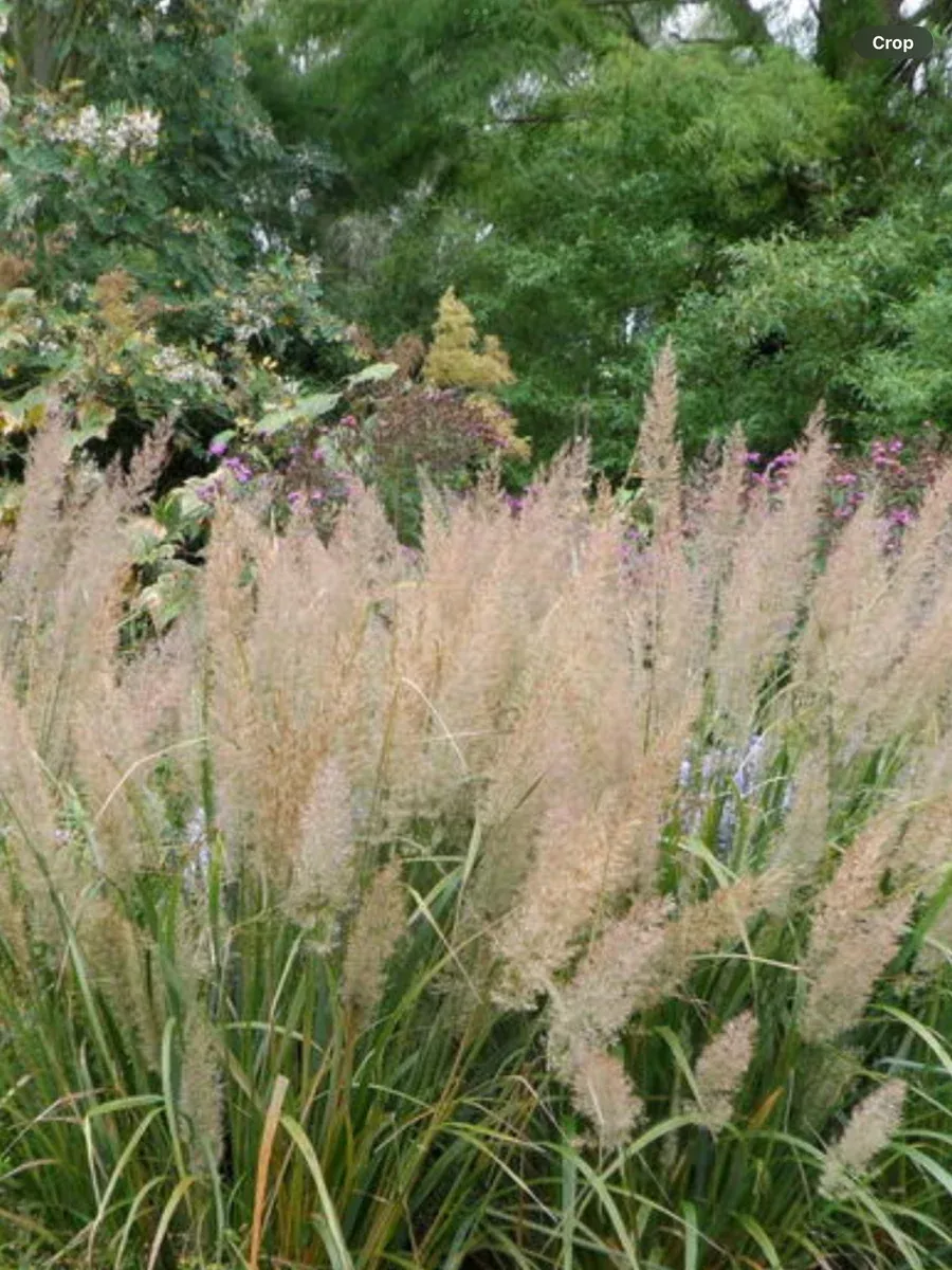 Calamagrostis acutiflora Brachytricha