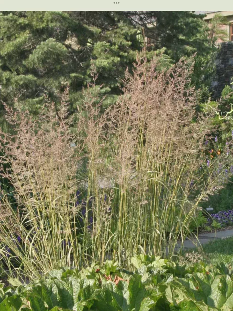 Calamagrostis acutiflora Eldorado