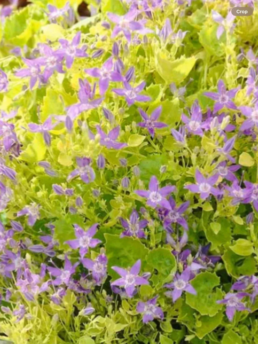 Campanula Garganica Dickson Gold